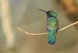 White-vented Violetear